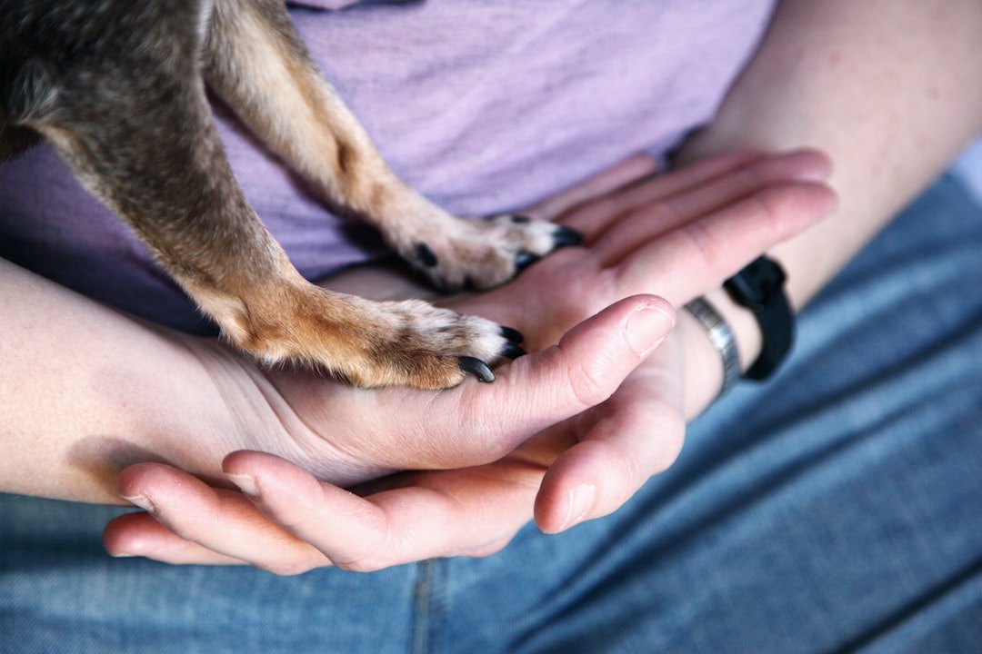 Nahaufnahme von Händen und der Pfote eines Hundes