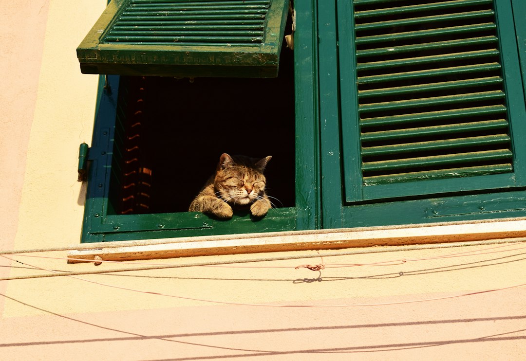 Braune getigerte Katze sitzt an einem Fenster