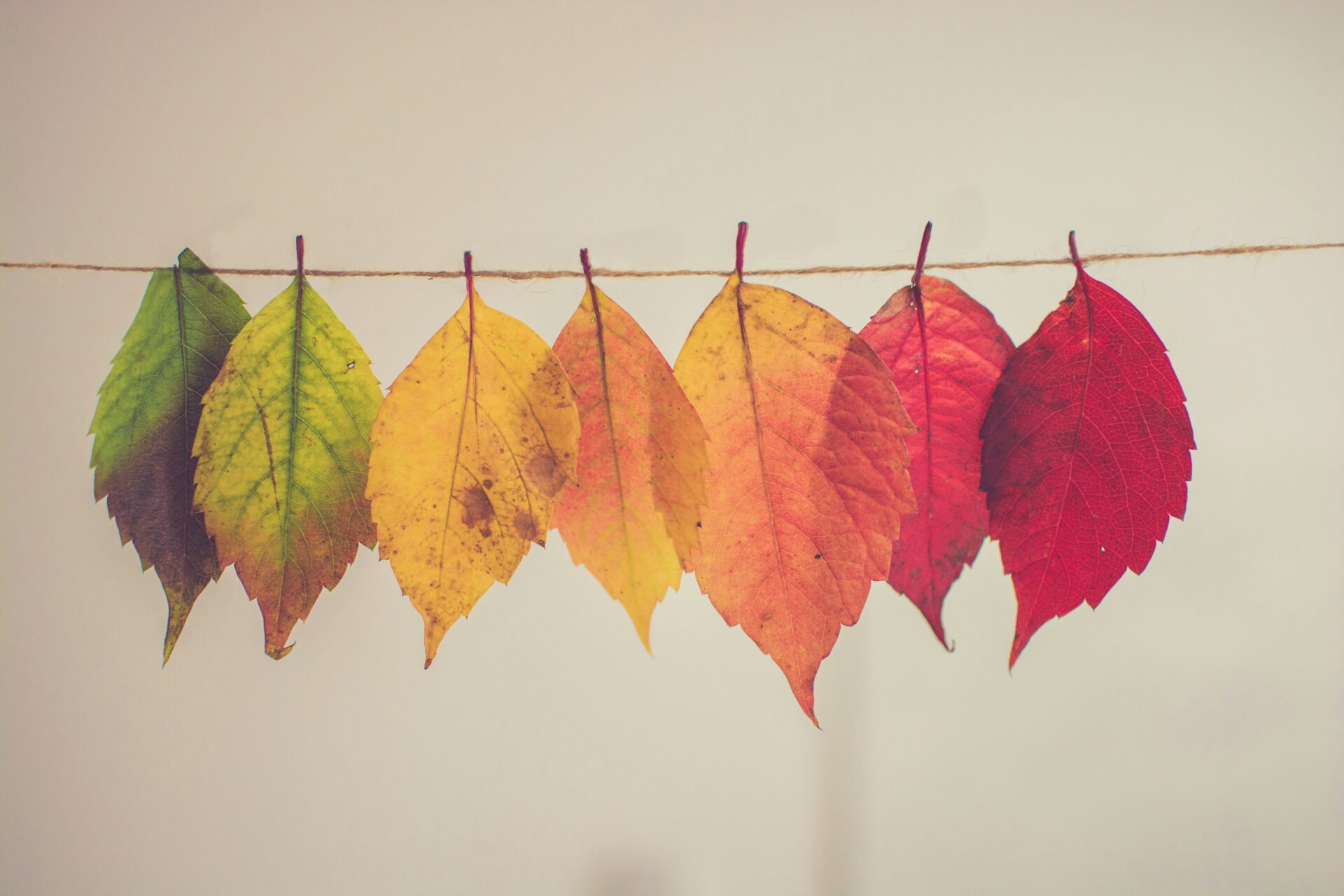 Herbstordnung auf dem Balkon: Kleine Aufgaben für den Oktober