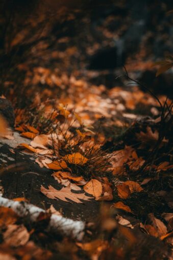 Hund läuft durch herbstliches Laub