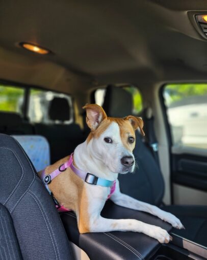 Hund mit rosa Geschirr sitzt auf einem Autositz