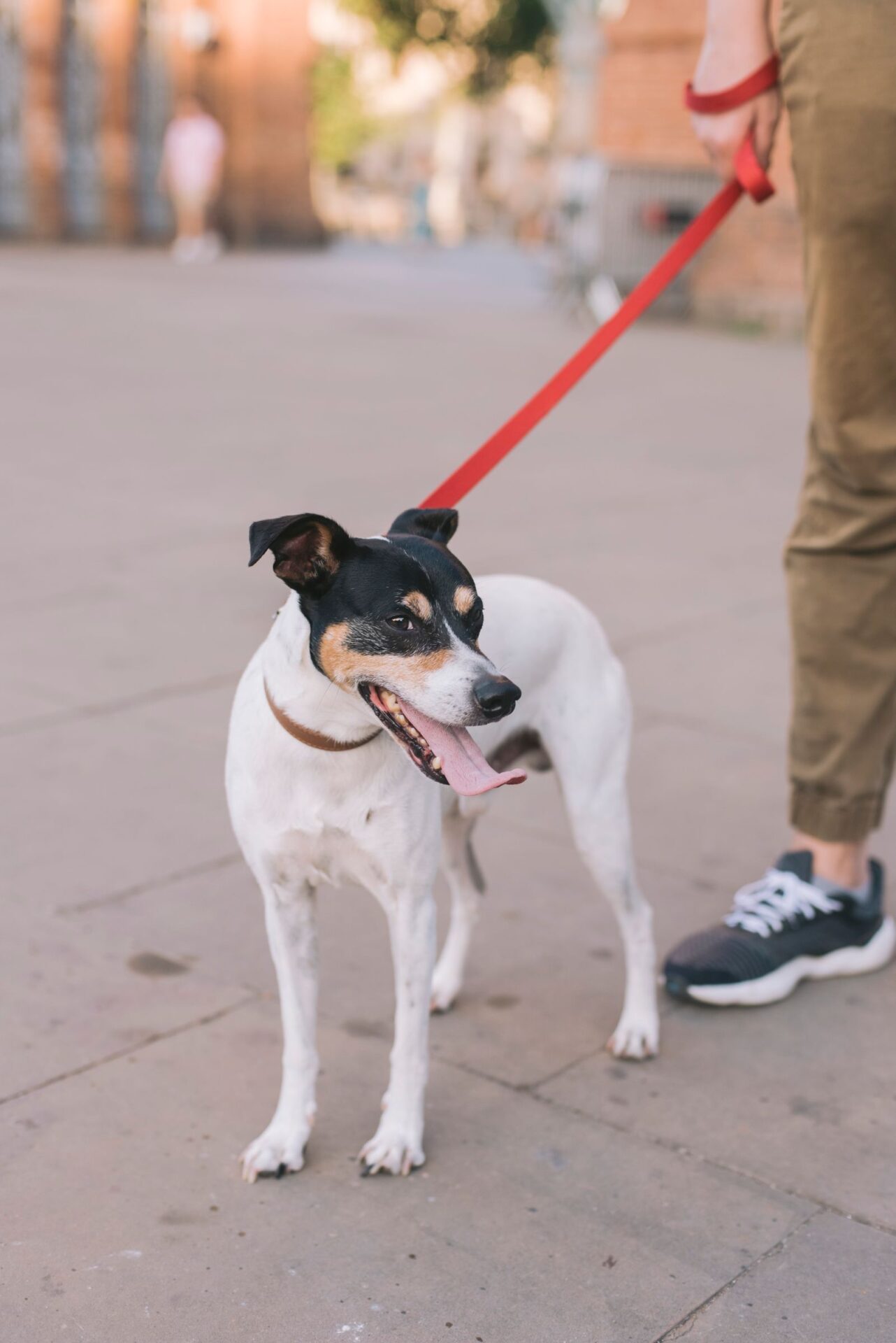 Kleiner Hund läuft draußen an einer roten Leine