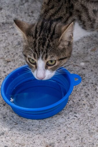 Getigerte Katze trinkt aus einem blauen Wassernapf