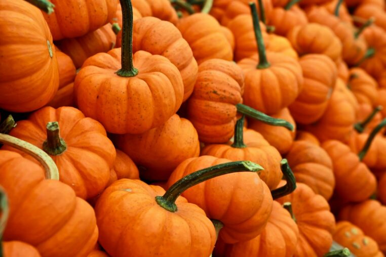 Kürbisse im Herbst – Symbolbild zum Kürbismarkt