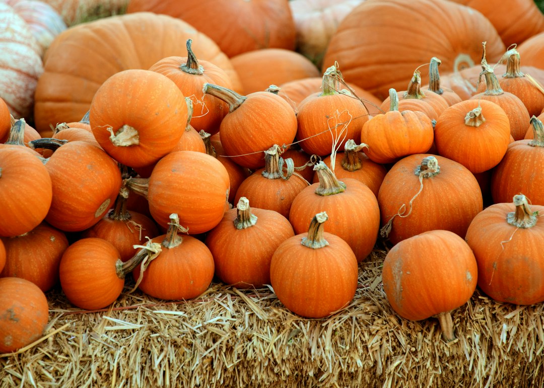 Viele orange Kürbisse – Symbolbild