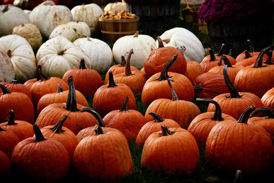 Kürbisauswahl auf einem Herbstmarkt – Symbolbild